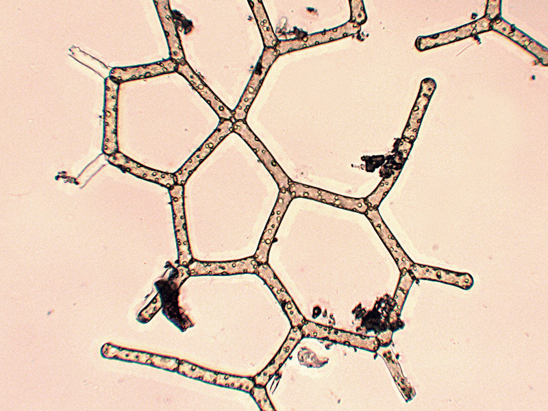 Hydrodictyon reticulatum